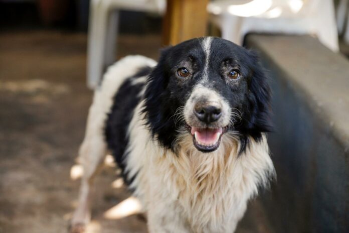 adocao_dbea_-_foto_fernando_gonzaga__6_