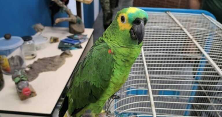 GCM ambiental de São Vicente protege a fauna local