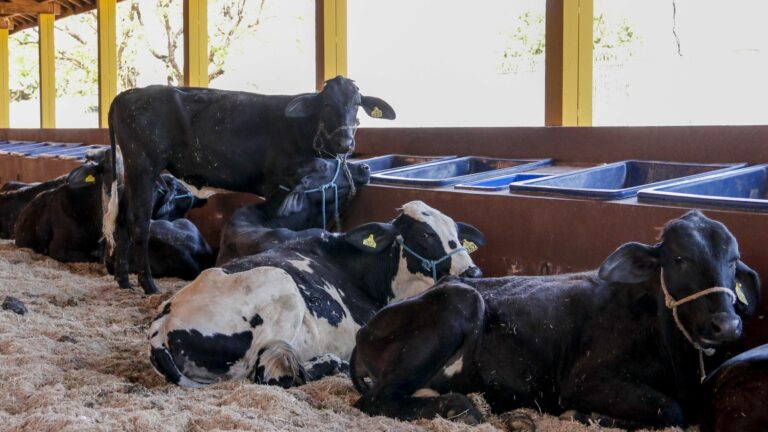 Expo Rio Preto tem primeiro final de semana com atrações gratuitas