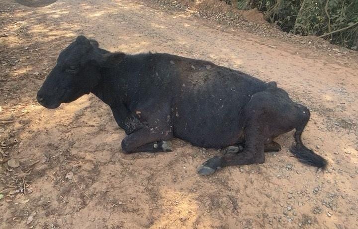 Mulher é multada em R$ 15 mil por maus-tratos a bovinos