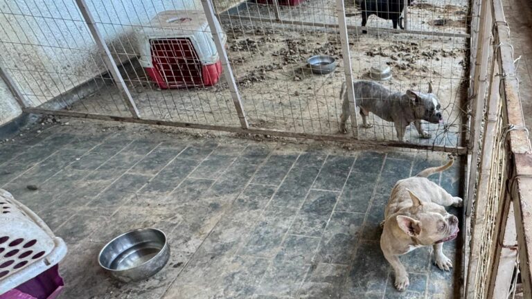 Bem-estar Animal de Rio Preto resgata dez animais de canil clandestino
