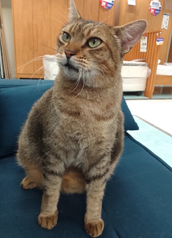 Mascote de loja desaparece após furto no local em Guarujá