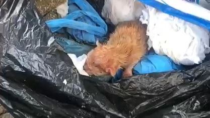 Gatos são resgatados de situação de maus-tratos em Rio Preto