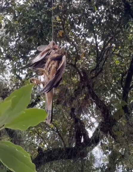 Gavião fica preso em linha de pipa e bombeiros realizam resgate da ave