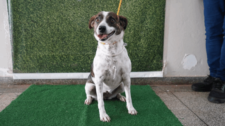 Bem-Estar Animal de Rio Preto promove Campanha de Adoção de pets neste sábado