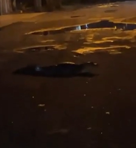 Jacaré é visto andando em rua de bairro em Bertioga; VÍDEO
