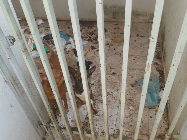Cães são resgatados em situação de maus-tratos em Araçatuba