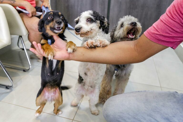 Caçapava anuncia campanha de castração gratuita para animais