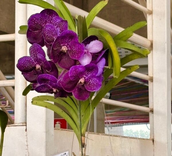 Votuporanga sedia 26ª Exposição Nacional de Orquídeas