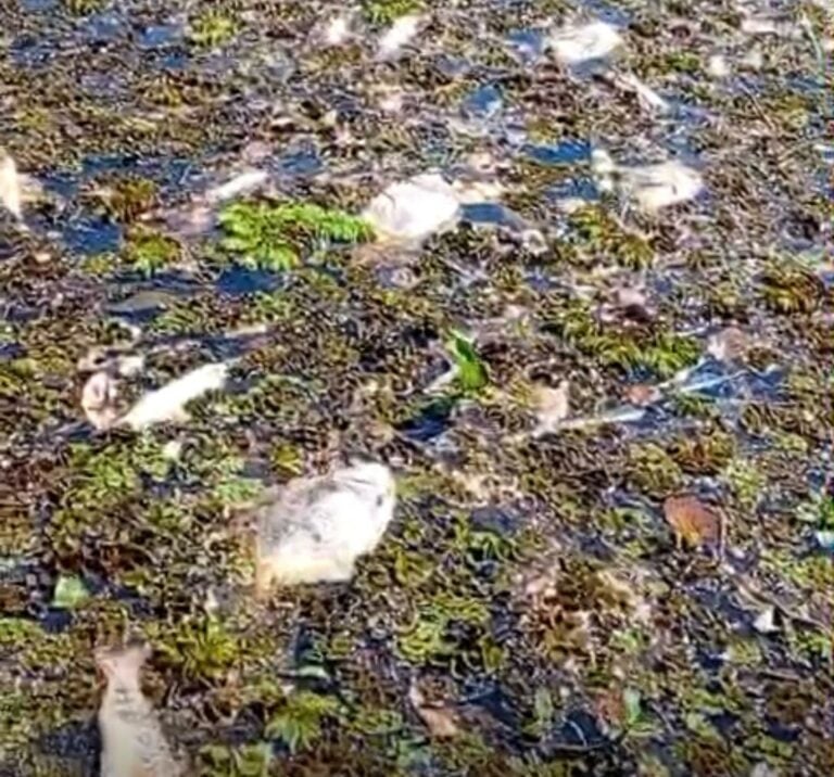 Centenas de peixes são encontrados mortos em afluente do Tietê