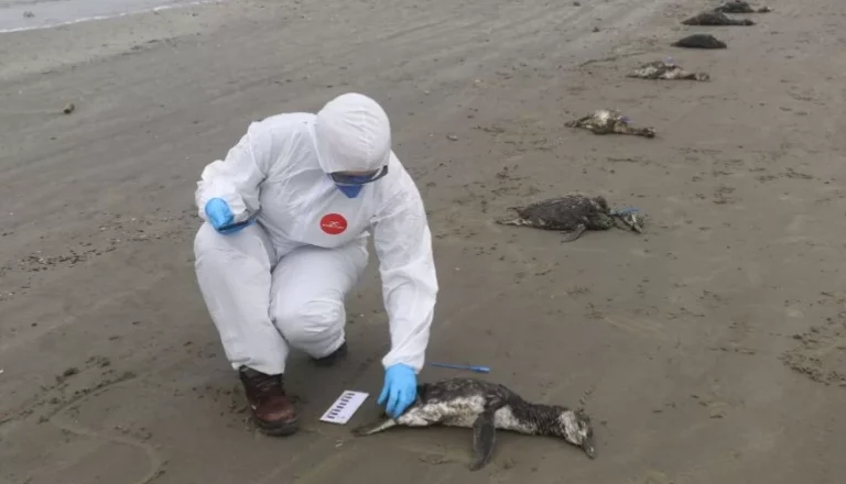 Encalhe e morte de 135 pinguins na Baixada Santista em oito dias pode ter ligação com a frente fria