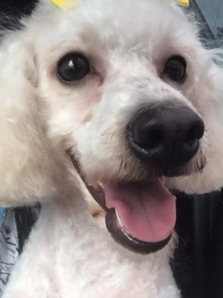 Poodle morre após ataque de pit bull em estacionamento de pet shop na PG