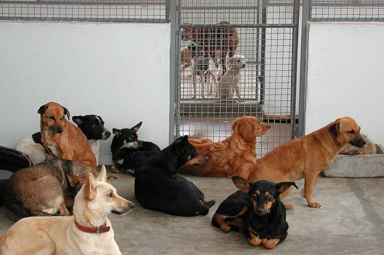 Câmara aprova criação de santuário animal em Araçatuba