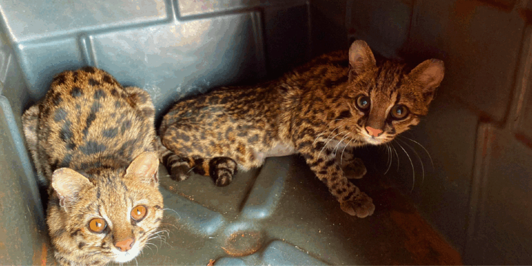 Seis novos moradores chegam ao Bosque Dr. Fábio Barreto