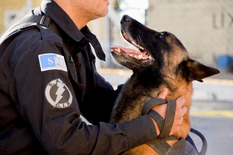 Polícia treina cães para auxiliar em apreensões de drogas e celulares em presídios; veja como funciona