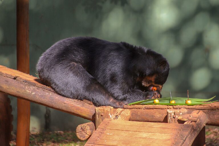Urso Renan passa por cirurgia inédita; Entenda o motivo