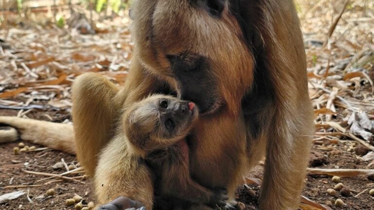 Zoobotânico de Rio Preto celebra nascimento de filhote de bugio-preto