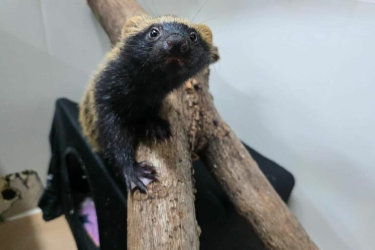 CETRAS recebe quatro novos filhotes de mamíferos