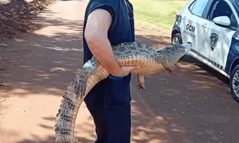 História de pescador? Jacaré se enrosca em anzol e é resgatado em Serrana