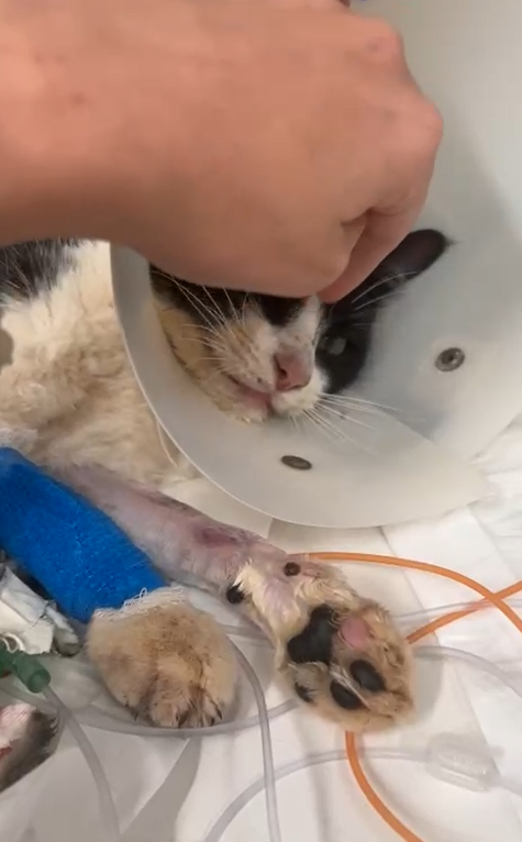 Três gatos morrem envenenados na Chácara da Barra, em Campinas