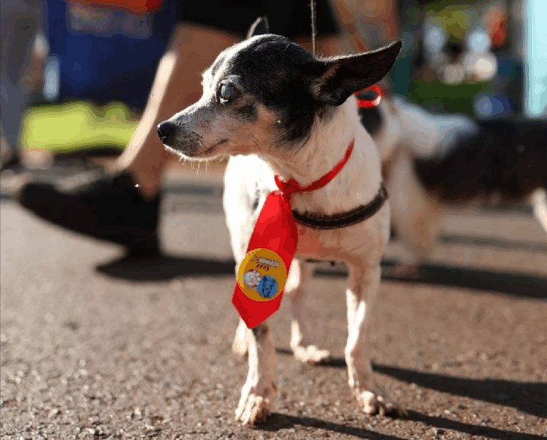 Segunda edição da Cãominhada acontece neste domingo