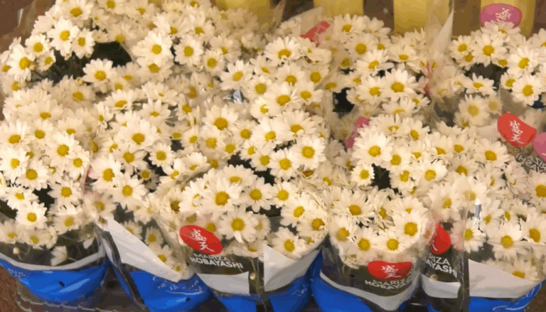 Finados: Ceagesp prevê aumento de 15% nas vendas de flores