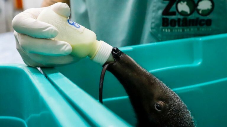 Zoobotânico abre vagas para estágio em Medicina Veterinária