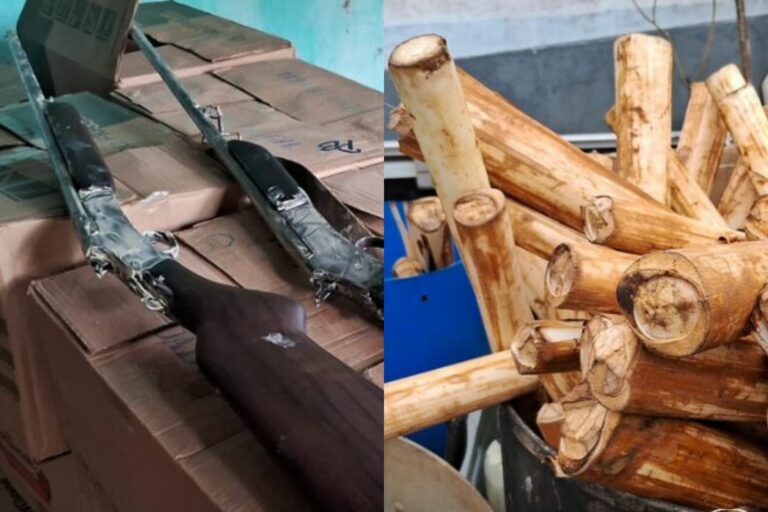 Polícia Ambiental apreende palmito ilegal, carne de caça e armas em área protegida no Vale do Ribeira