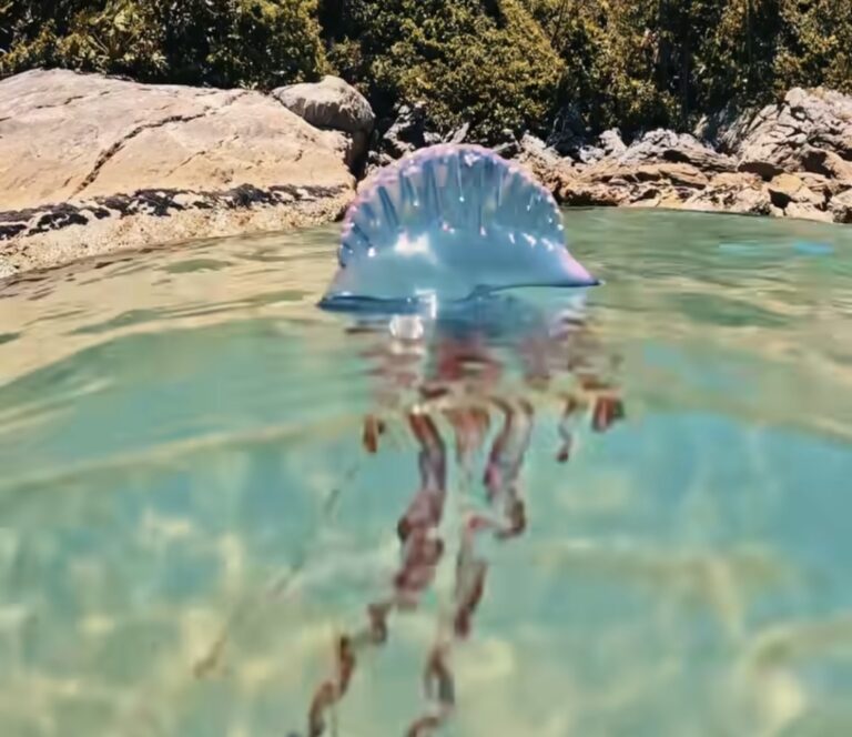 Fotógrafo registra Caravelas-portuguesas na Baixada Santista