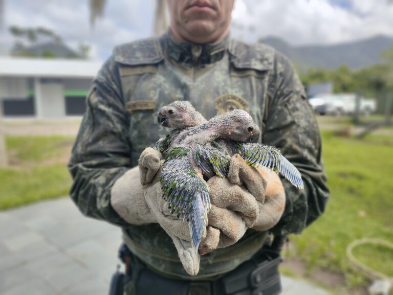 VÍDEO: PM Ambiental apreende dois filhotes de papagaio-verdadeiro e multa homem em R$ 8 mil  em Caraguatatuba