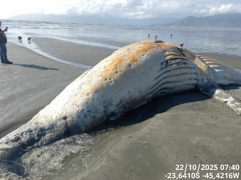 Baleia-jubarte é encontrada morta na praia do Indaiá, em Caraguatatuba