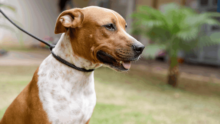 Zoonoses estará aberto neste sábado, 18/10, para vacinação antirrábica