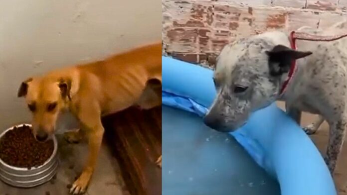 Caso de maus tratos a cães em Capivari termina com prisão em flagrante