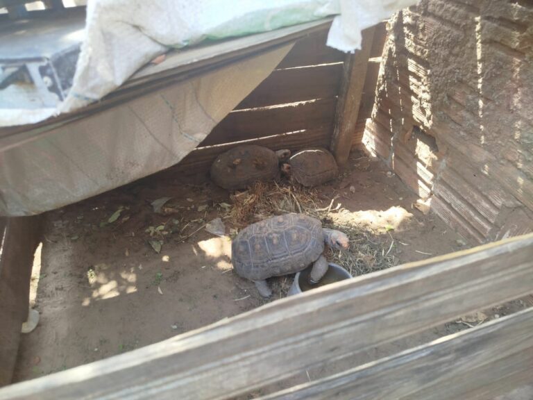 Morador de Lucélia é autuado em R$ 1,5 mil por manter jabutis em cativeiro