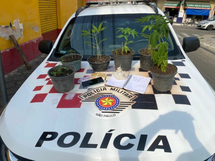Casal é preso com pés de maconha em Caçapava