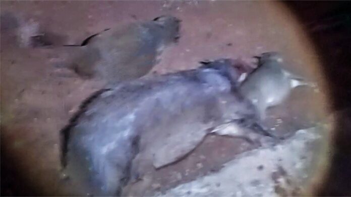 WhatsApp Image 2025-10-06 at 09.28.42 Divulgação