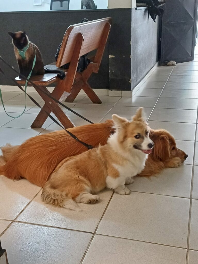 Motorista é preso por maus-tratos a animais na Via Dutra, em Pindamonhangaba