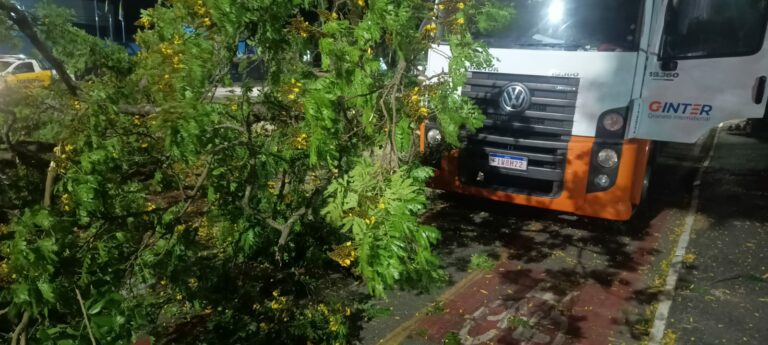 Queda de galhos em vias complicam o trânsito em São José