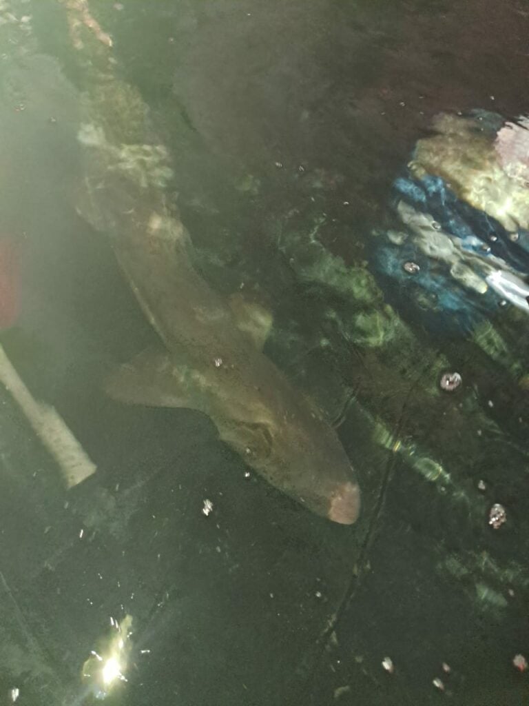 Tubarão-touro é resgatado na bairro Itaguá em Ubatuba