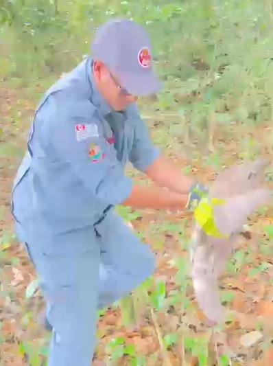 VÍDEO: Bicho-preguiça é resgatado em área urbana e devolvido à natureza em Caraguatatuba VÍDEO: Bicho-preguiça é resgatado em área urbana e devolvido à natureza em Caraguatatuba