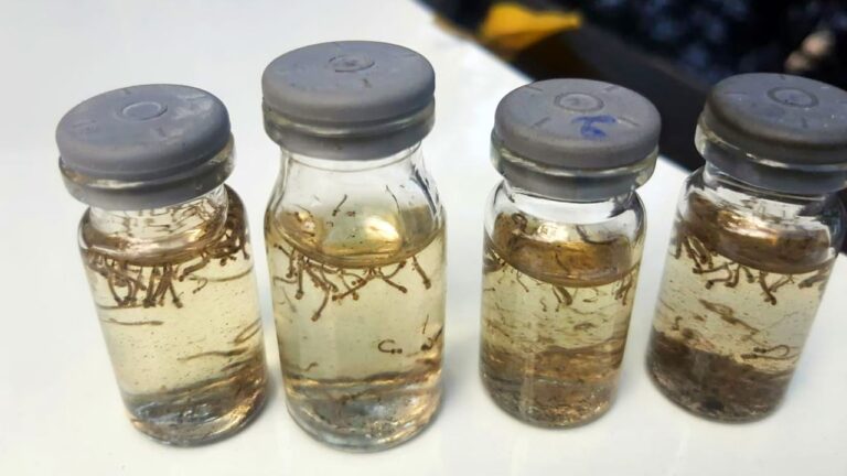 Índice de infestação do Aedes aegypti mantém Araçatuba em estado de alerta para nova epidemia de dengue