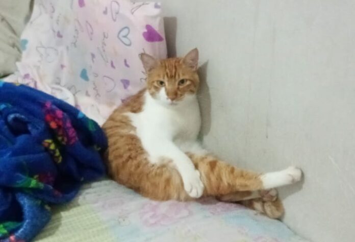 Suspeita de envenenamento de animais deixa moradores em alerta em Campinas