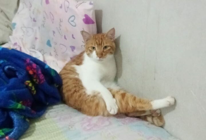 Suspeita de envenenamento de animais deixa moradores em alerta em Campinas