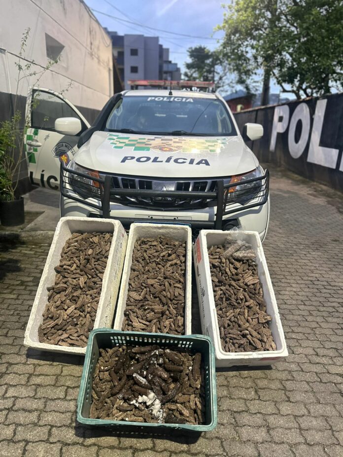 PM Ambiental apreende 59 kg de pepino-do-mar em Ubatuba
