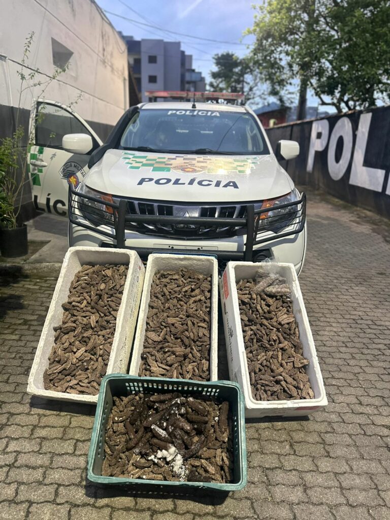 PM Ambiental apreende 59 kg de pepino-do-mar em Ubatuba