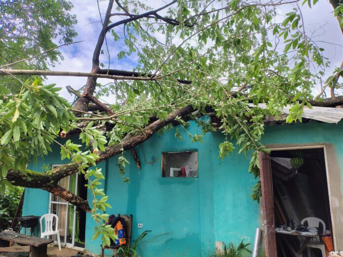 Árvore cai sobre casa em Ilhabela e é retirada por bombeiros e Defesa Civil