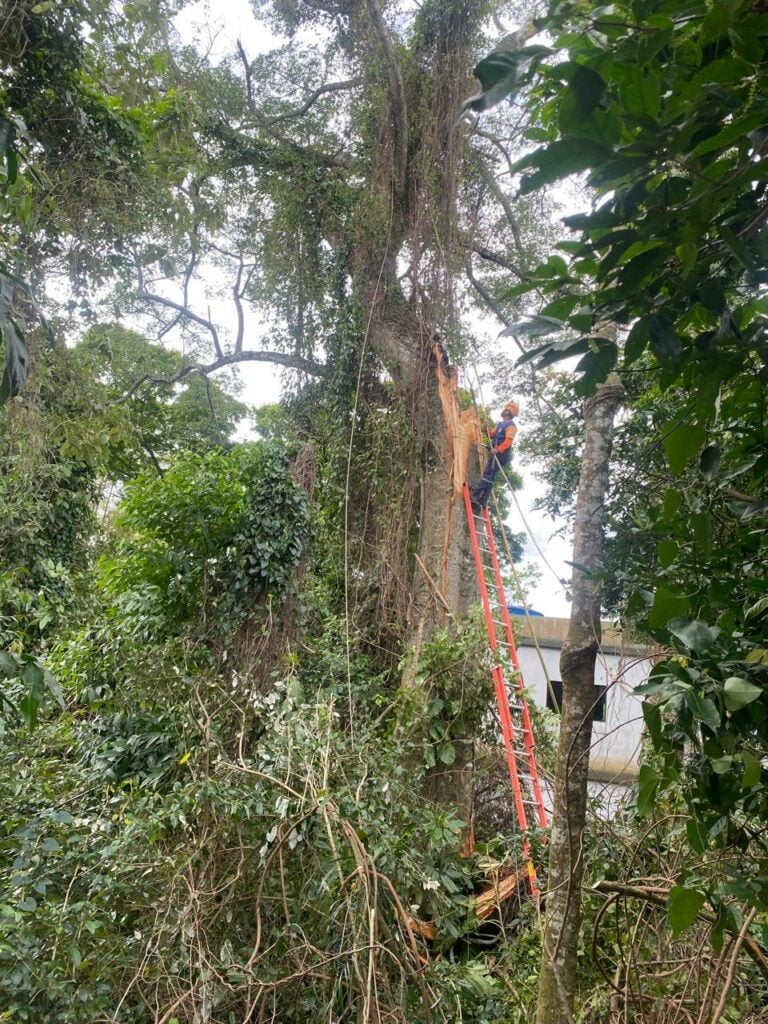 Paineira centenária é cortada por risco de queda em Ilhabela
