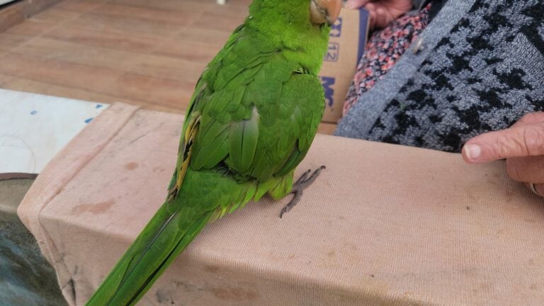 Mulher é multada em R$ 3 mil por manter ave silvestre com asas cortadas em Igaratá