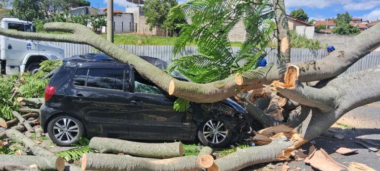 Árvore de grande porte cai em cima de carro em São José dos Campos
