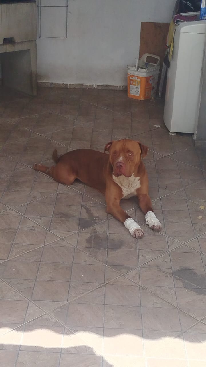 Proprietária de cão arrastado do lado de fora de carro em São José é multada em 3 mil reais